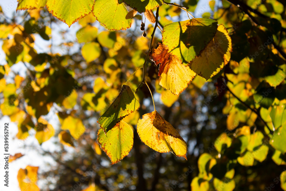 Obraz premium Beautiful autumn landscape with yellow trees and sun. Colorful foliage in the park. Falling leaves natural background