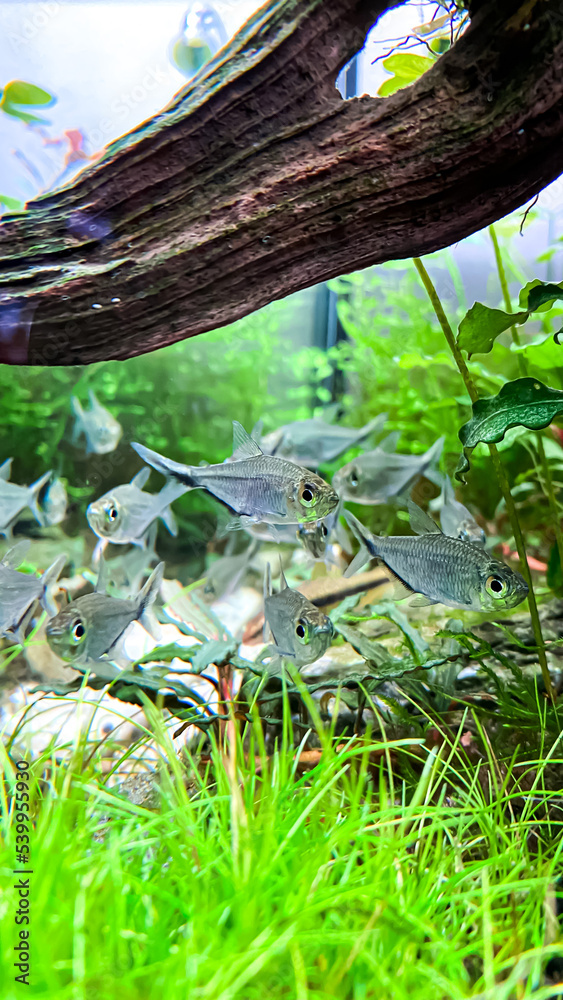 Flock of fish Costae Tetra (Moenkhausia costaea) with Siamese Algae-eater (Crossocheilus oblongus) in the green aquarium
