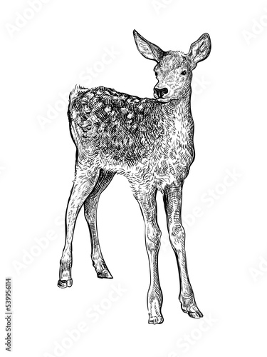 Hand drawn black ink sketch of Sika deer baby isolated on white background. Vector illustration of wild stag. Vintage engrave of young deer