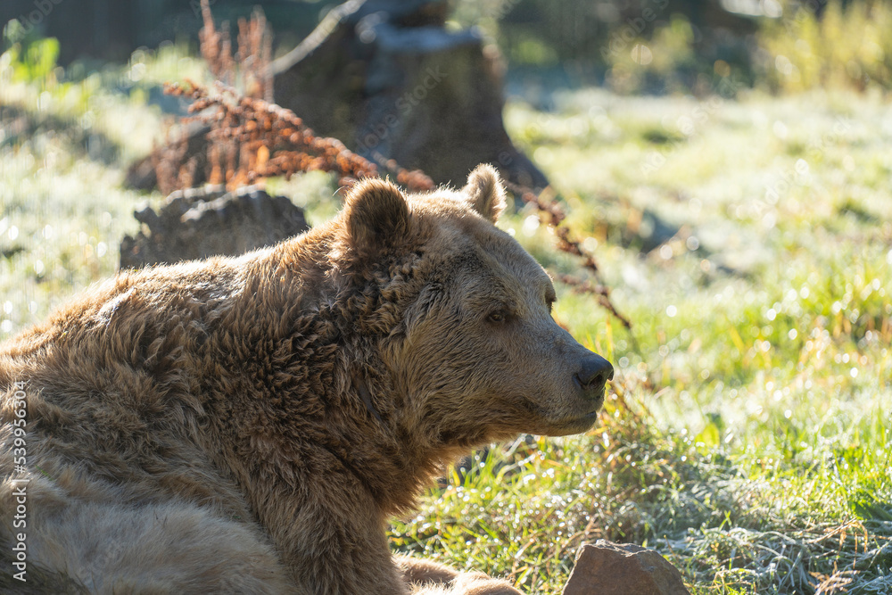Brown bear in the Carpathian mountains during dawn on a autumn day. Ukraine Brown bear in the Carpathian mountains during dawn on a autumn day. Ukraine