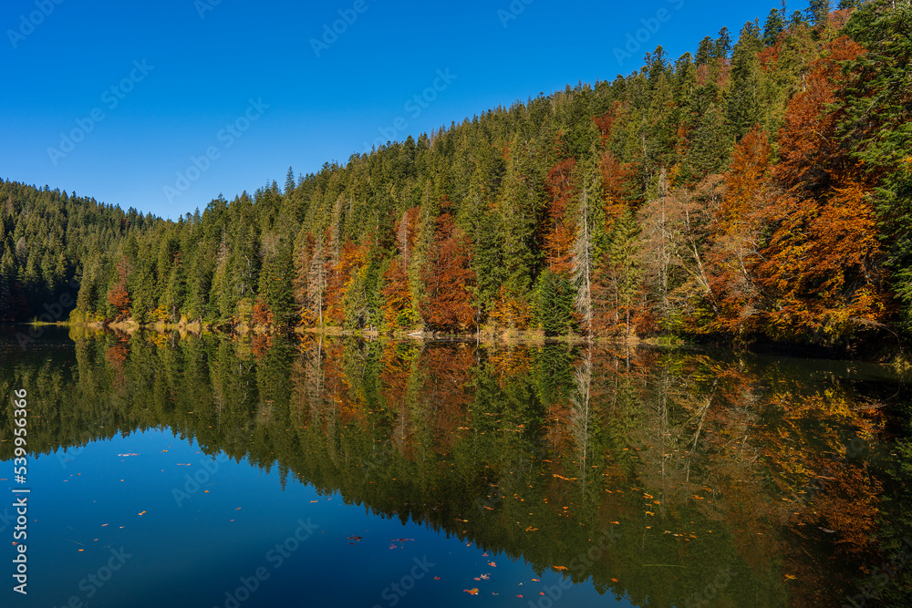 Fototapeta premium Beautiful calm Synevyr lake autumn landscape with red yellow brown trees, pines with cones on a sunny day. Ukraine