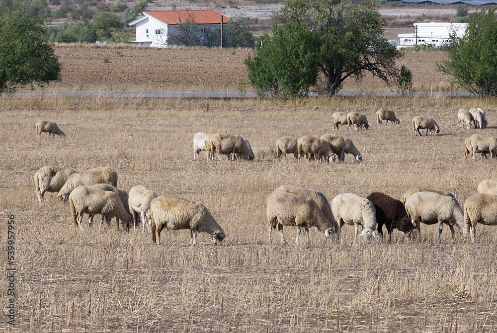 A large flock of sheep grazes on a pasture in the mountains of Bulgaria. A bright sunny day and the grass burnt out from the sun. A large flock of sheep grazes on a pasture in the mountains of Bulgaria. A bright sunny day and the grass burnt out from the sun.