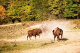 Bisons in reservation