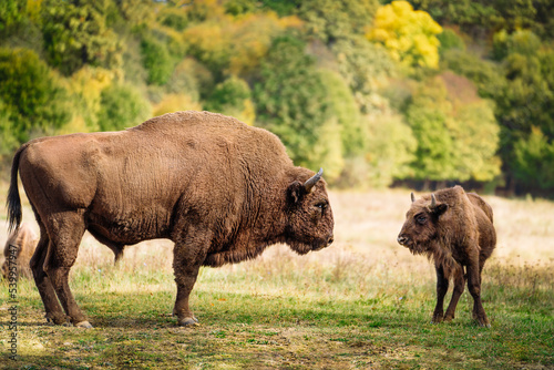 Bison family © adrianad