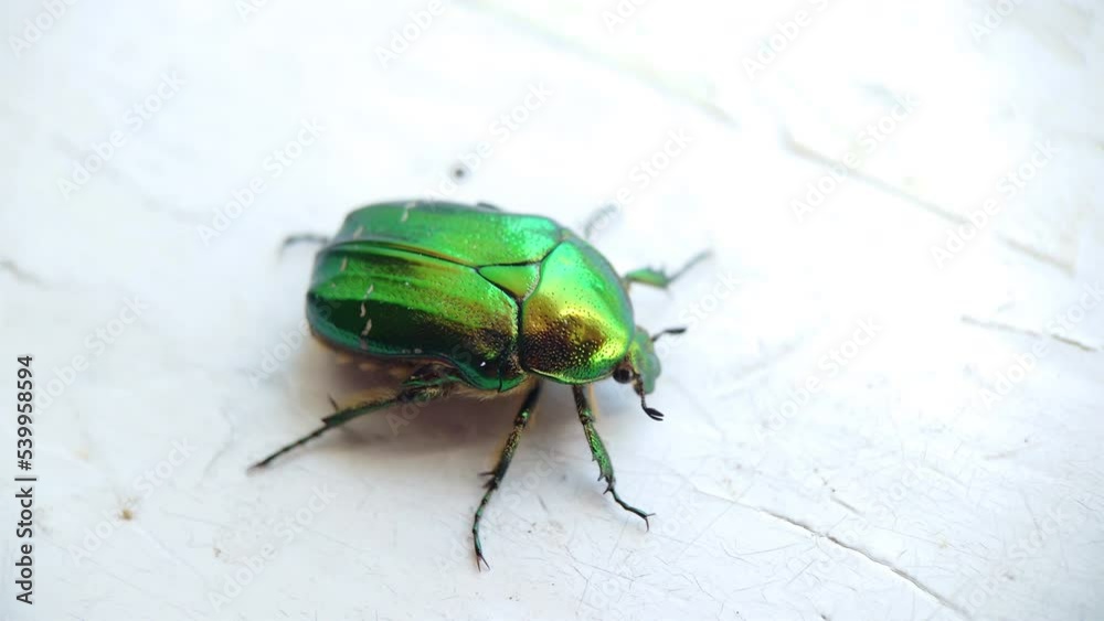 Golden green large beetle in motion on a light surface Golden green large beetle in motion on a light surface