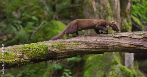 European pine marten running on overturned tree in the woods photo