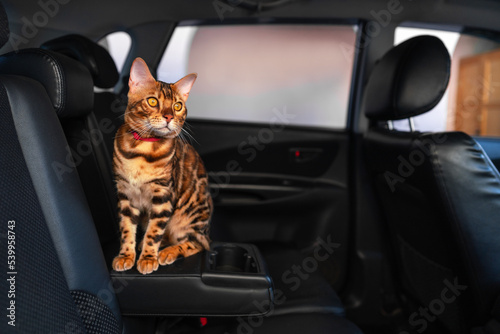 Young bengal cat in the car