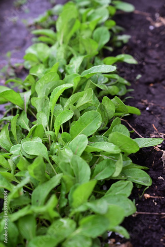 The process of growing arugula ruccola. Young arugula ruccola in the open field. Organic cultivation in the garden.