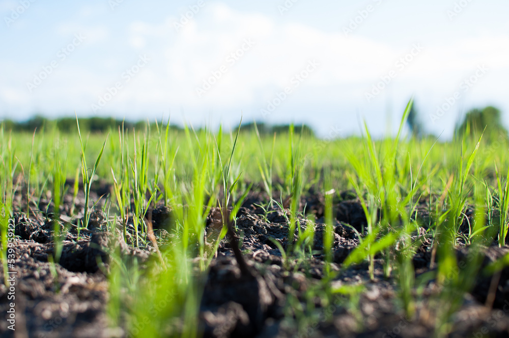 young rice seedlings sprouting in the soil without water young rice seedlings sprouting in the soil without water