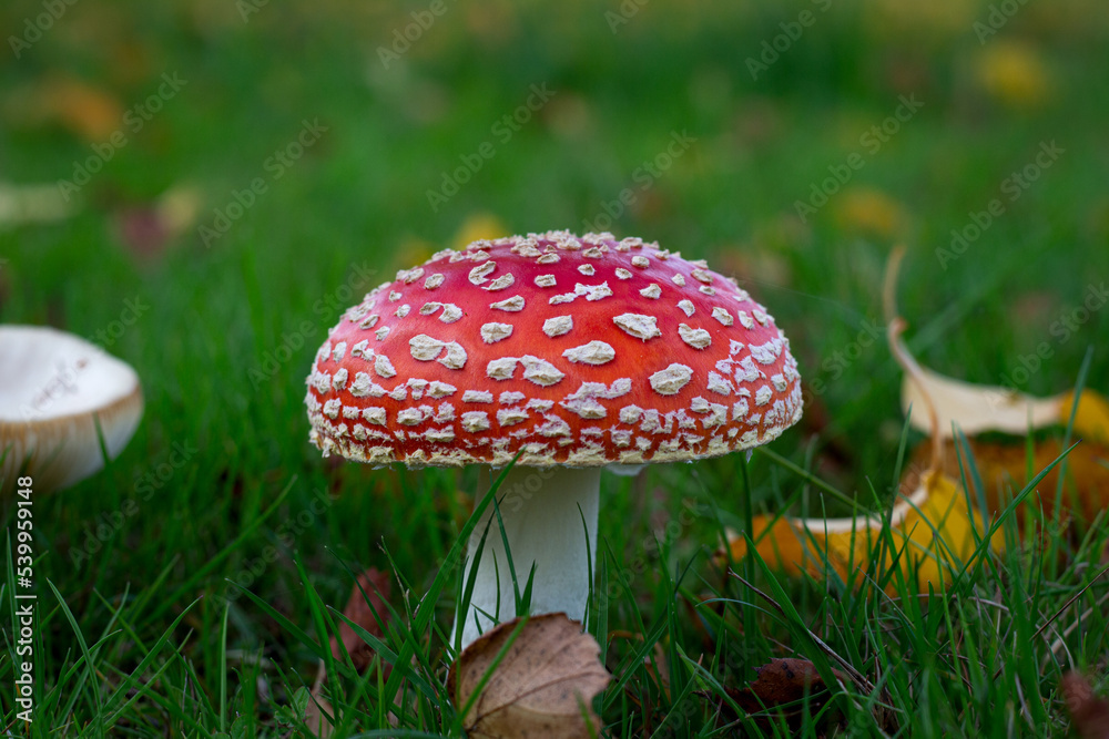 Beautiful Red and white fly-agaric, mushroom or toadstool in grass in autumn with leaves background Beautiful Red and white fly-agaric, mushroom or toadstool in grass in autumn with leaves background