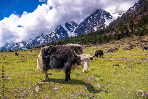 Bull grazing at Yumthang Valley on a sunny day , Sikkim, India photo