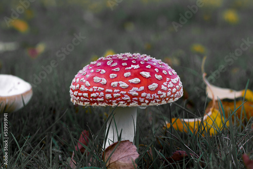 Red and white fly-agaric, mushroom or toadstool in grass in autumn with leaves background