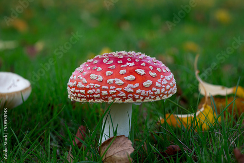 Beautiful Red and white fly-agaric, mushroom or toadstool in grass in autumn with leaves background