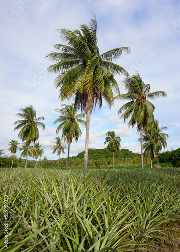 Wallpaper Mural Pineapple farm with coconut tree, Agriculture Torontodigital.ca