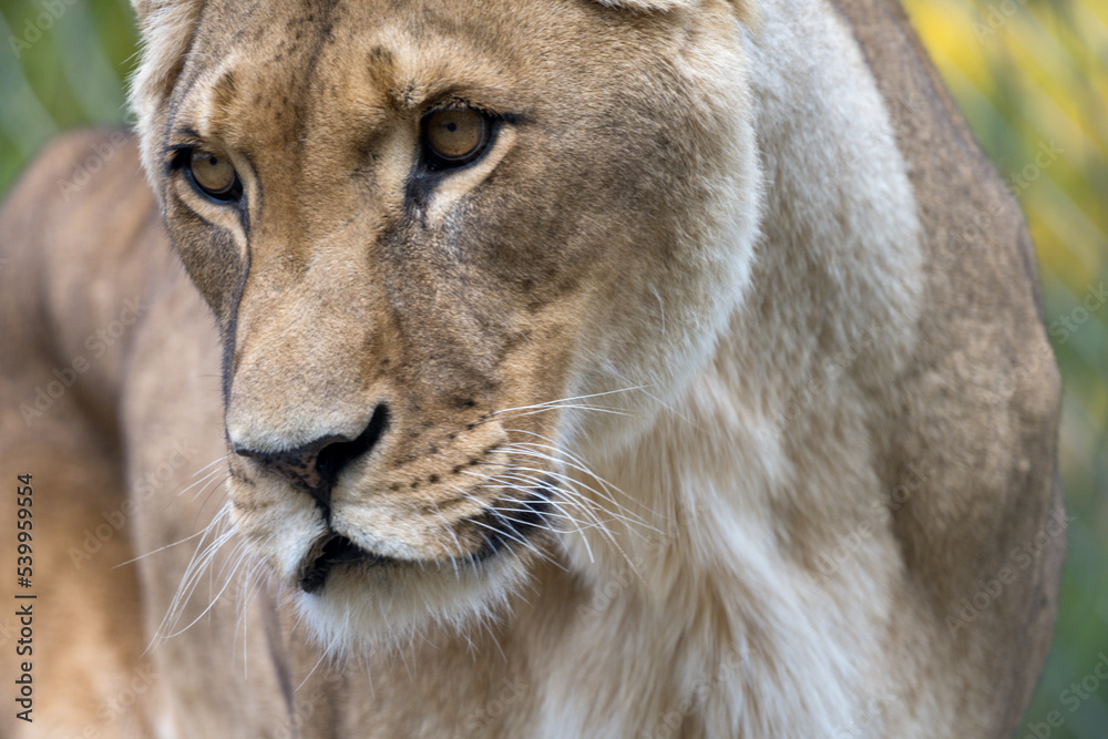 female lioness predator extreme closeup animal portrait female lioness predator extreme closeup animal portrait