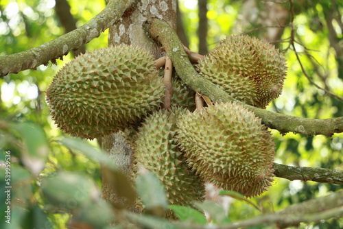 Close-up photo of durian on fresh tree at durian orchard