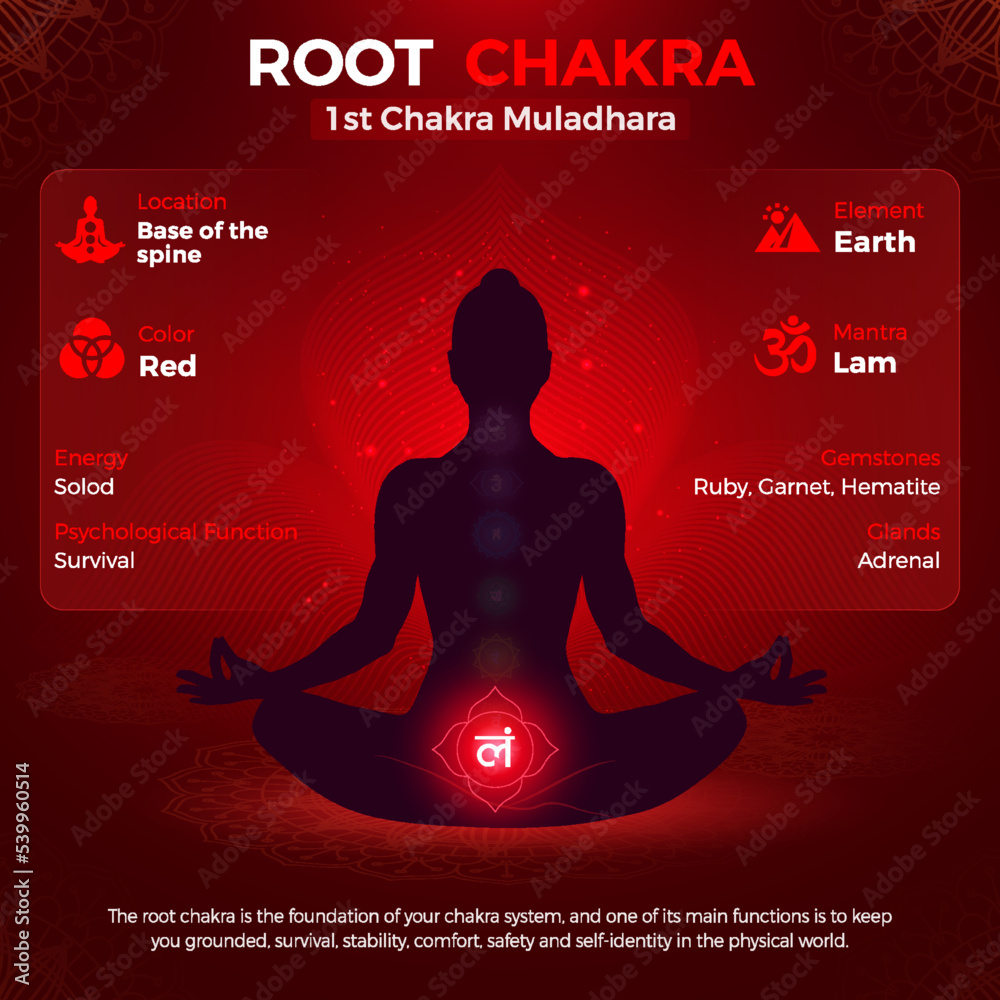 Root chakra, Muladhara Symbol Location and Position in human body-vector  illustration Stock Vector | Adobe Stock