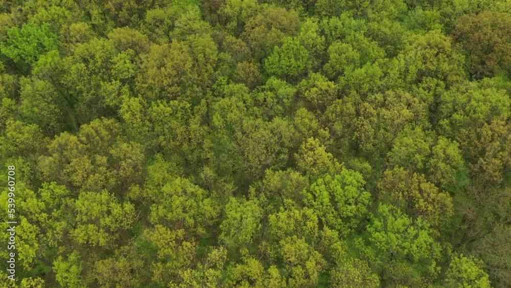Aerial shot of green forest landscape in spring, drone pov high angle view