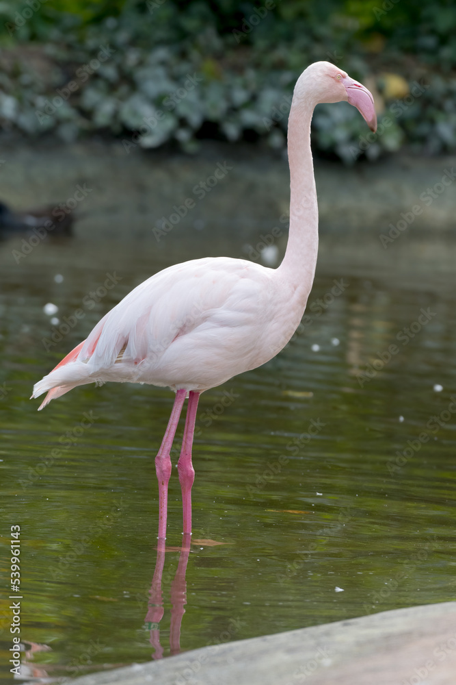 animal portrait closeup water standing pink flamingo