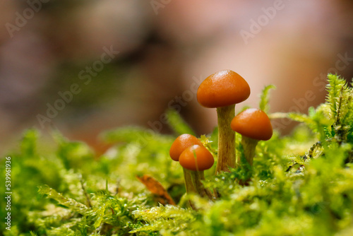 Champignon