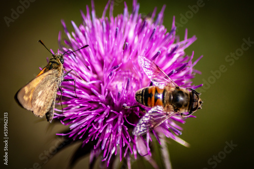 Ape e farfalla su cardo rossso