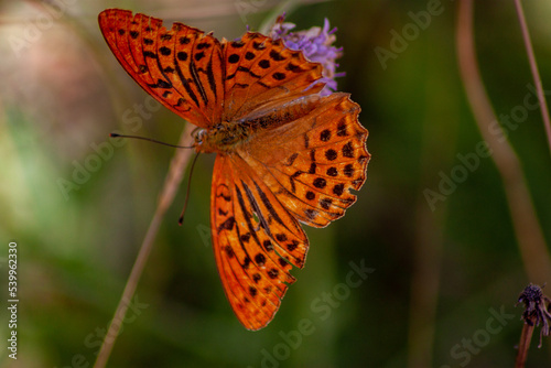Farfalla arancione e nera