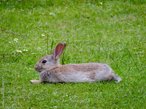 Canvastavla Rabbet in the park in England