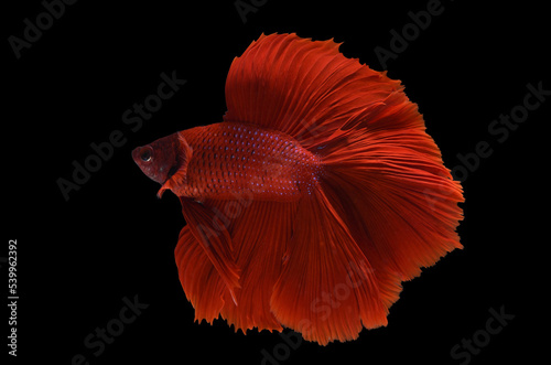 Red color at swaying on black background ,Siamese fighting fish(Rosetail)(half moon),fighting fish,Betta splendens, clipping path