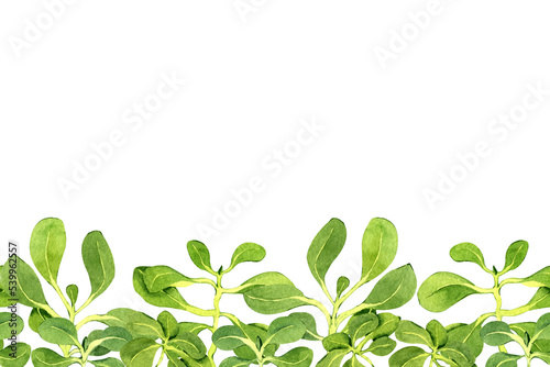 Watercolor corn salad leaves. Seamless banner with green fresh plant sprouts. Hand-drawn illustration on transparent.