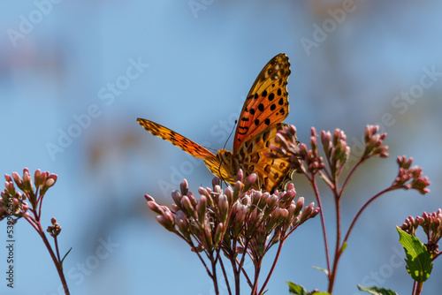 フジバカマとヒョウモンチョウ20221021