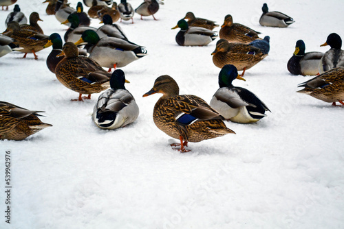 Ducks in winter.