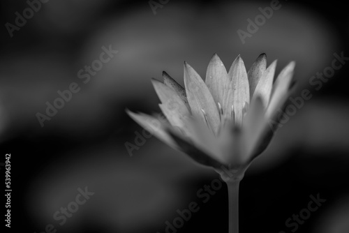 Grayscale closeup of Nymphaea nouchali, star lotus, dwarf aquarium lily, or manel flower. photo