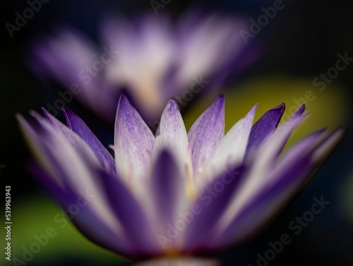 Closeup of Nymphaea nouchali, star lotus, dwarf aquarium lily, or manel flower. photo