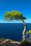 Einsamer Baum vor einem schönen Meer-Himmel Kontrast