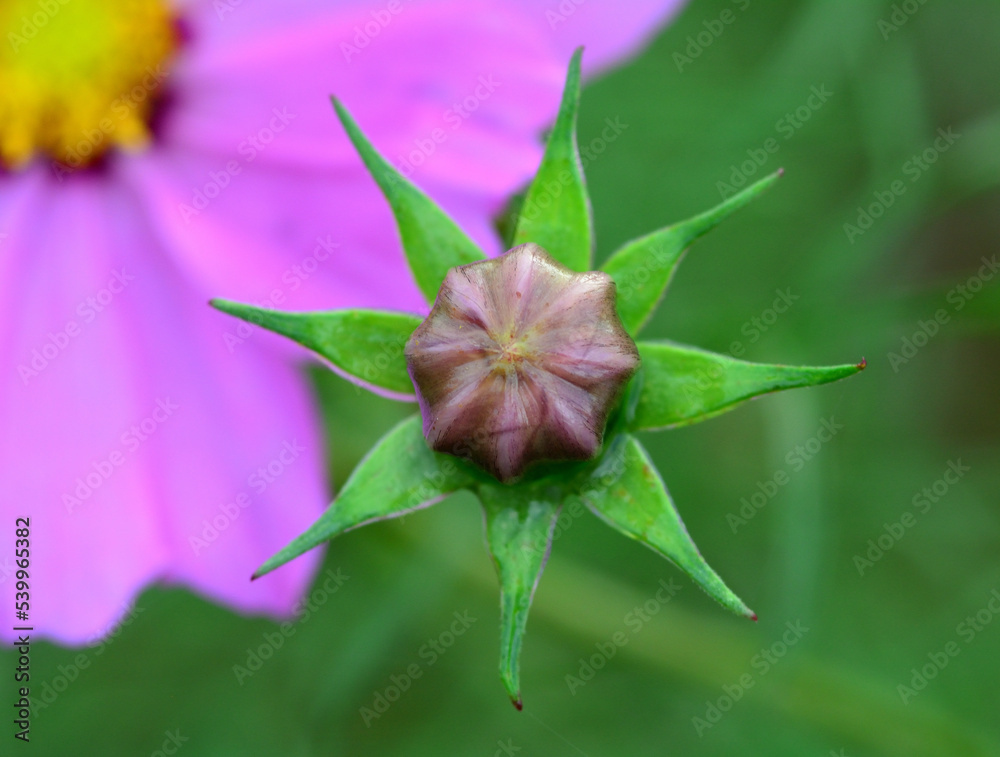 コスモスの蕾 コスモスの蕾