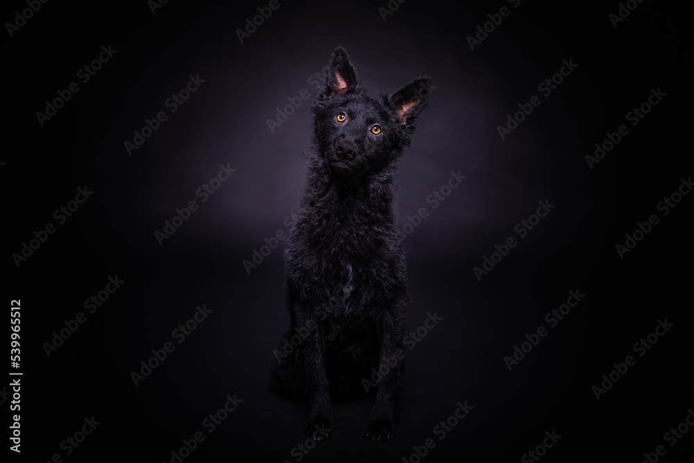 Very dark black dog close up portrait on dark background close up portrait on dark background Very dark black dog close up portrait on dark background close up portrait on dark background