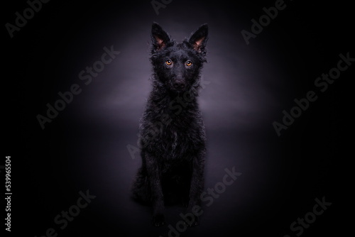 Very dark black dog close up portrait on dark background close up portrait on dark background