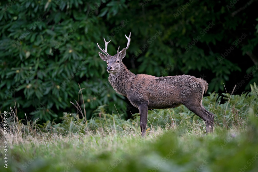 Cerf élaphe (Cervus elaphus) cerf mâle en automne. Alpes. France Cerf élaphe (Cervus elaphus) cerf mâle en automne. Alpes. France