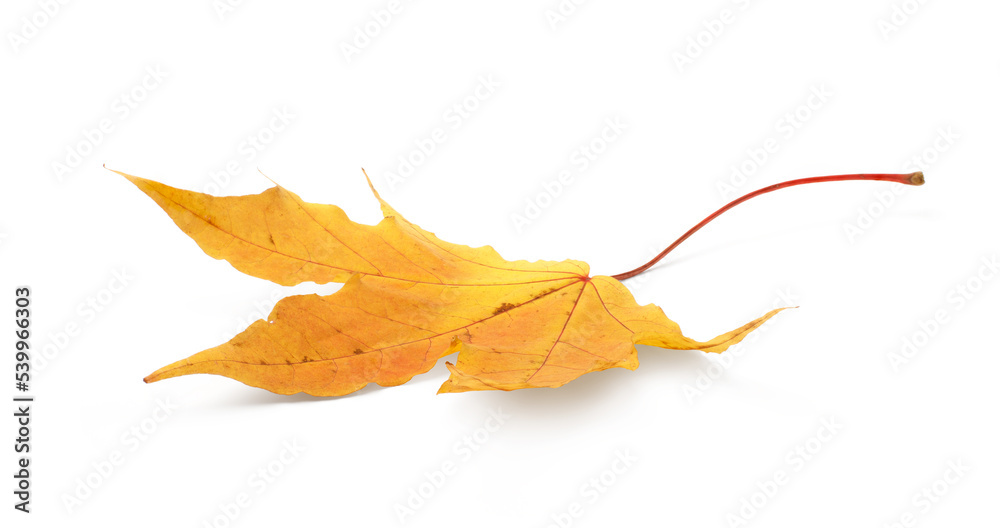 Autumn leaf isolated on white background with shadows, clipping path  for isolation without shadows on white