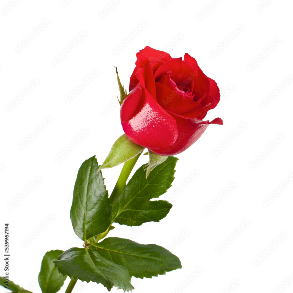 Naklejka premium One red rose