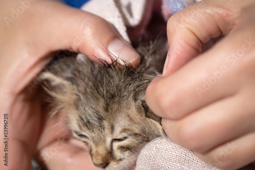 A man crushes fleas on a kitten. Prevention of pets from fleas and other parasites. photo