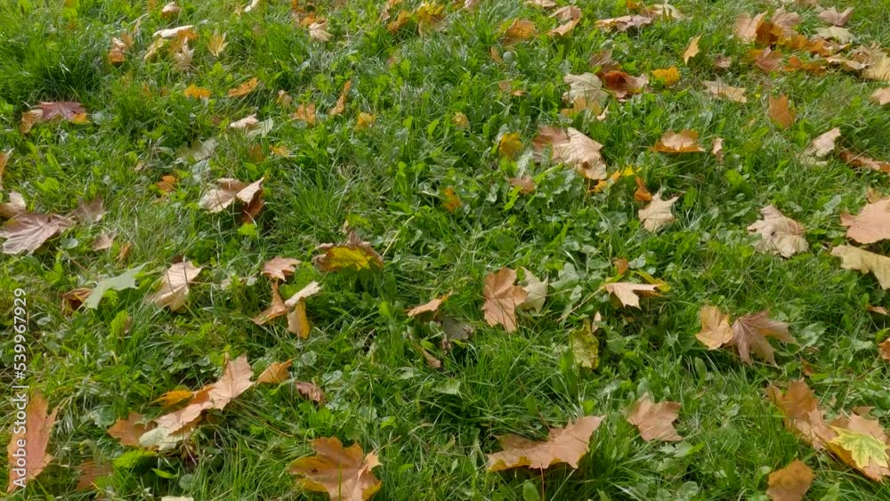 Fallen maple leaves on grass in autumn sunny day Fallen maple leaves on grass in autumn sunny day