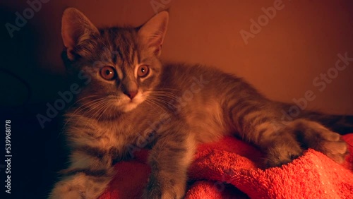 Funny kitten . closeup
