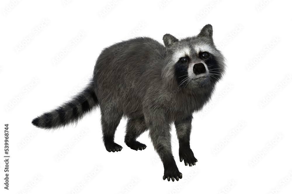 Raccoon looking up at camera. 3d illustration isolated on transparent background. Raccoon looking up at camera. 3d illustration isolated on transparent background.