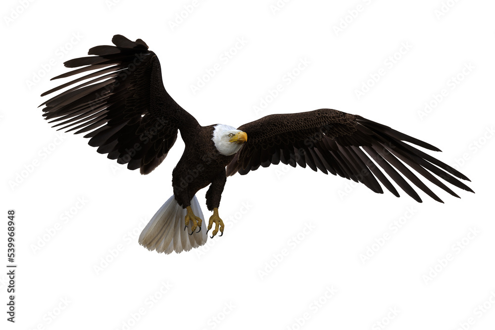 Obraz premium Bald Eagle taking off. 3d illustration isolated on transparent background.