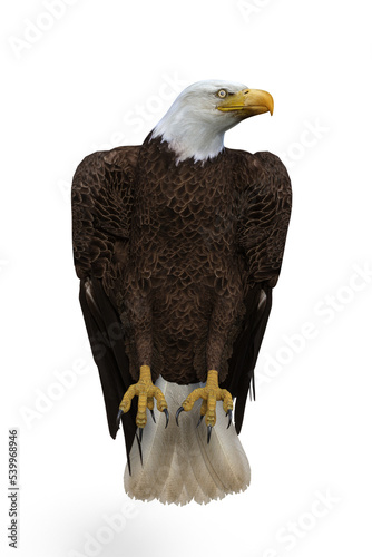 Fényképezés Bald Eagle perched