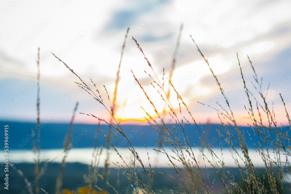 Summer abstract nature background with grass in the meadow and sunset sky behind. Natural landscape. Macro photography of blades of grass. landscape during sunset. Summer abstract nature background with grass in the meadow and sunset sky behind. Natural landscape. Macro photography of blades of grass. landscape during sunset.