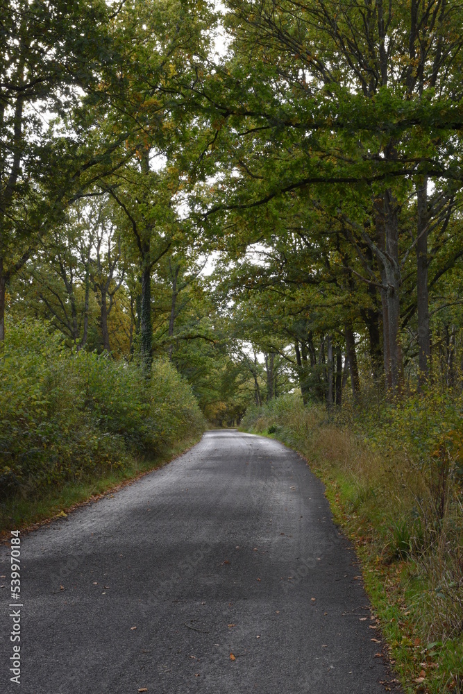 the road traveling through Monkwood in Worcestershire 