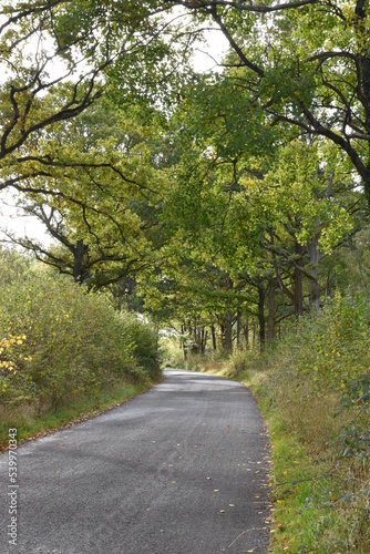 the road traveling through Monkwood in Worcestershire 