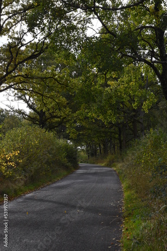 the road traveling through Monkwood in Worcestershire  photo